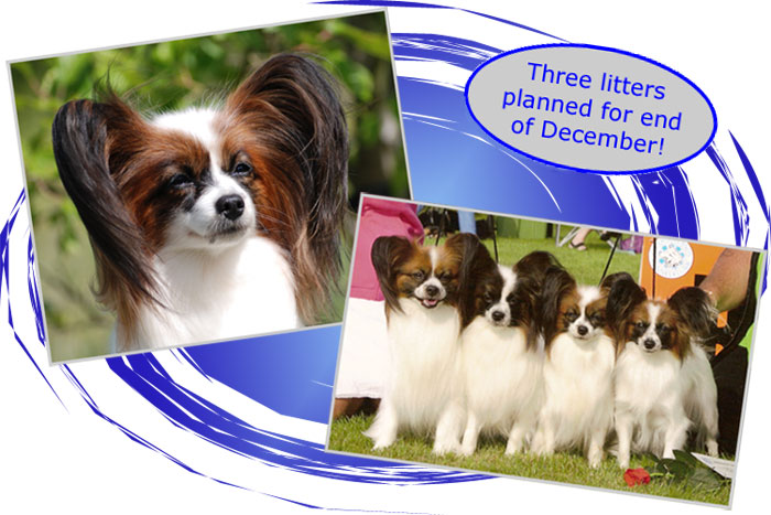 Ch. Caratoots Classic Confidence & Caratoots Breeders Group