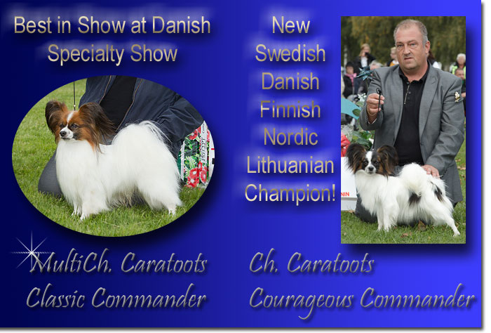 BIS Ch. Caratoots Classic Commander & Multi Ch. Caratoots Courageous Commander