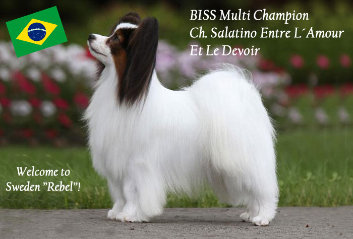 Ch. Salatino Entre L'Amour Et Le Devoir
