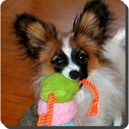 Caratoots puppies