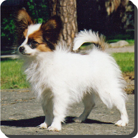 Caratoots puppies