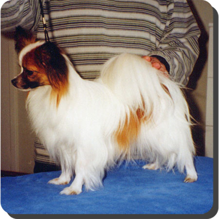 Ch. Caratoots Crowned Companion