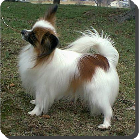 Ch. Caratoots Crowned Companion