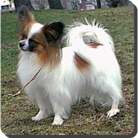 Ch. Caratoots Crowned Companion