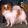 Ch. Caratoots Crowned Companion