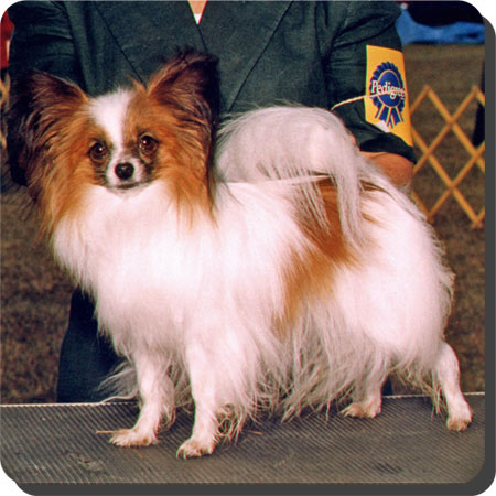Ch. Caratoots Crowned Companion