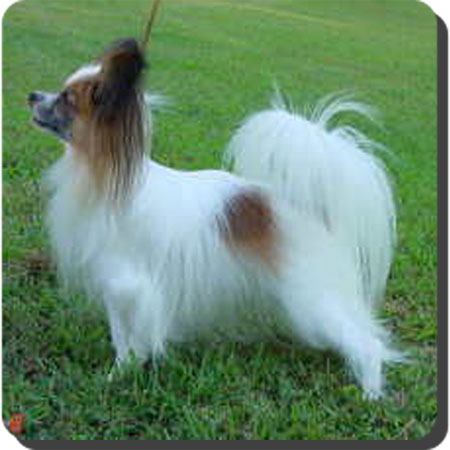 Ch. Caratoots Crowned Companion