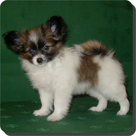 Caratoots puppies