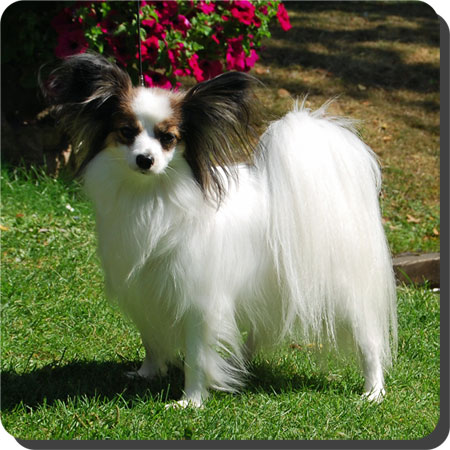 Ch. Caratoots Comtesse Coquette