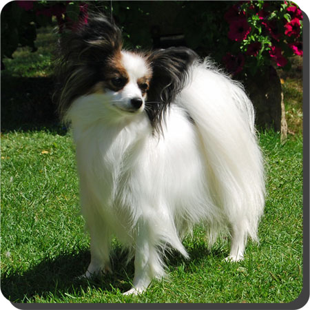 Ch. Caratoots Comtesse Coquette