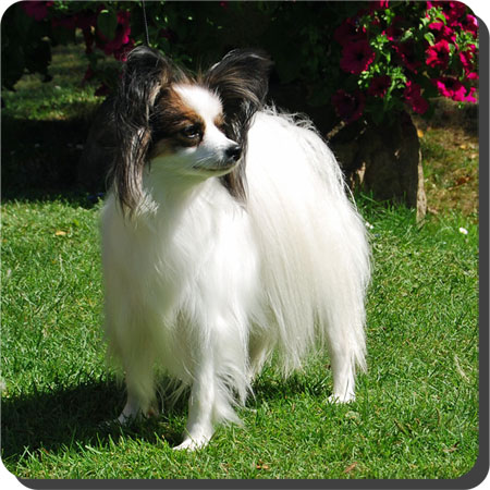 Ch. Caratoots Comtesse Coquette