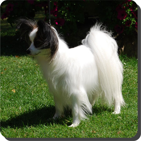 Ch. Caratoots Comtesse Coquette