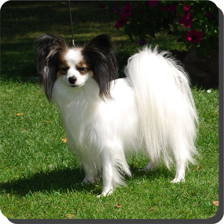 Ch. Caratoots Comtesse Coquette