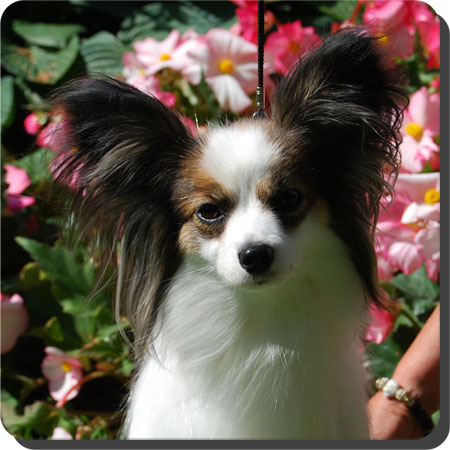 Ch. Caratoots Comtesse Coquette