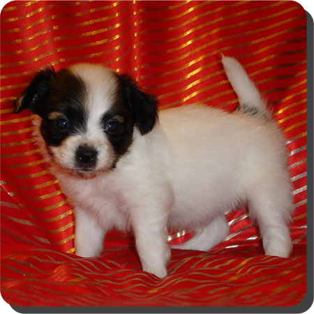 Caratoots puppies