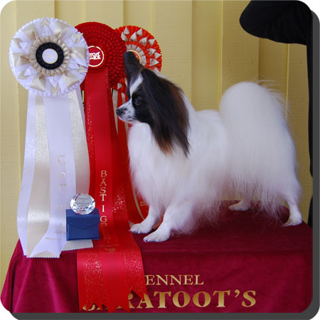 Ch. Caratoots Complete Coronation