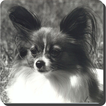 Carovers Tootsie