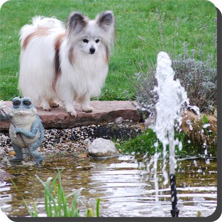 Ch. Caratoots Convince Chantalle fascinated by the pond fish