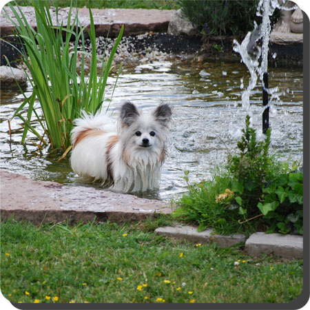 Ch. Caratoots Convince Chantalle chasing fish in the pond