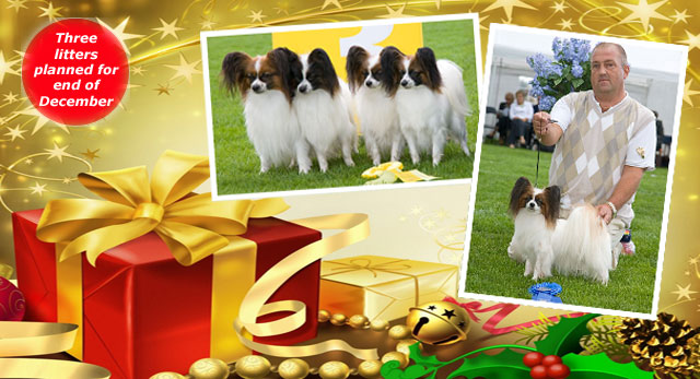 Caratoots Breeder Group & Ch Caratoots Classic Confidence