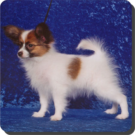 Caratoots puppies