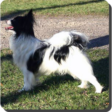 Caratoots Confiding Companion