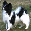 Caratoots Confiding Companion