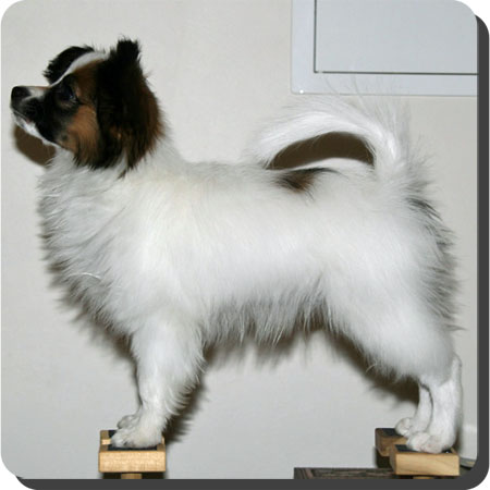 Ch. Topasar Super Trouper