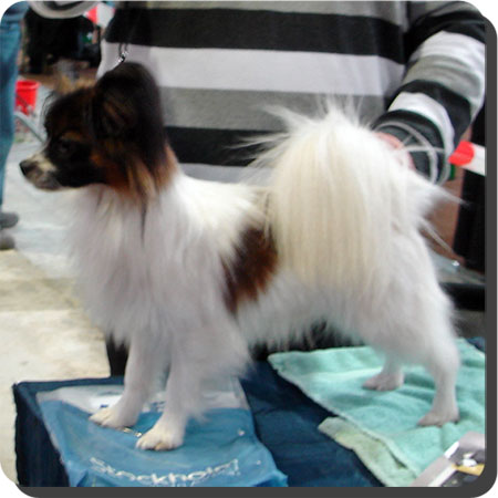 Ch. Caratoots Cool Contender