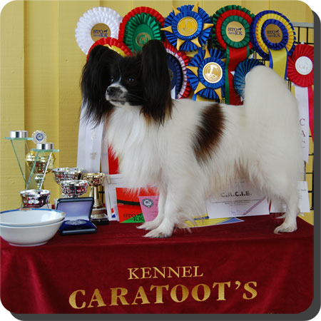 Ch. Caratoots Cool Contender