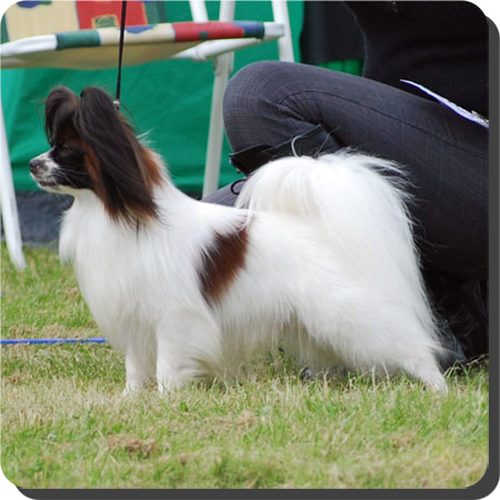 Ch. Caratoots Cool Contender