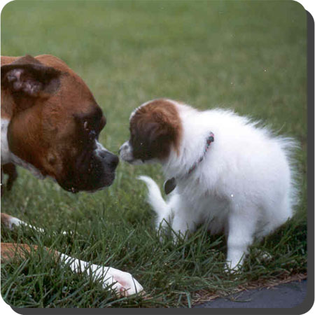 Caratoots puppies