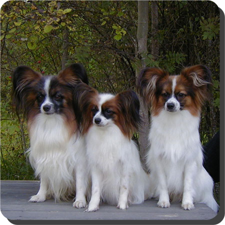 Caratoots Papillons