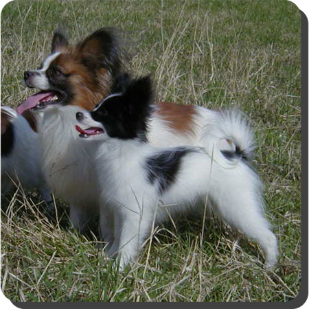 Caratoots Papillons