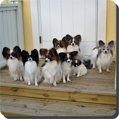 Caratoots Papillons