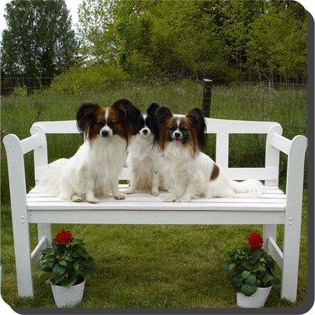 Caratoots Papillons