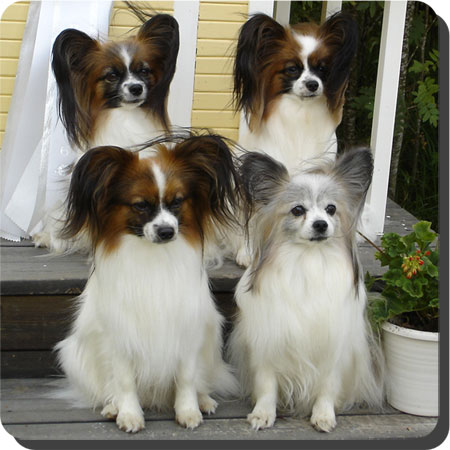 Caratoots Papillons