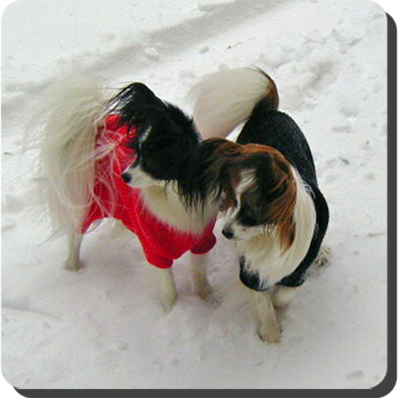 Caratoots Papillons