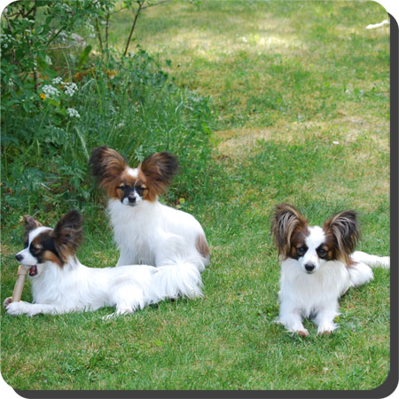 Papillon Play Day at Caratoots