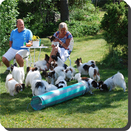 Papillon Play Day at Caratoots