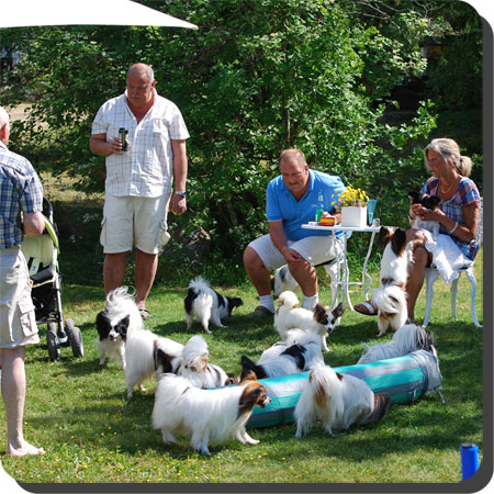 Papillon Play Day at Caratoots