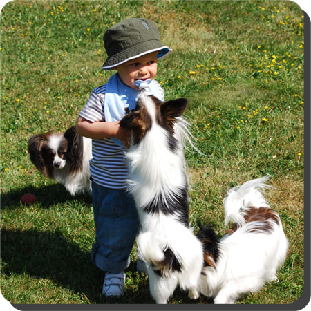 Papillon Play Day at Caratoots