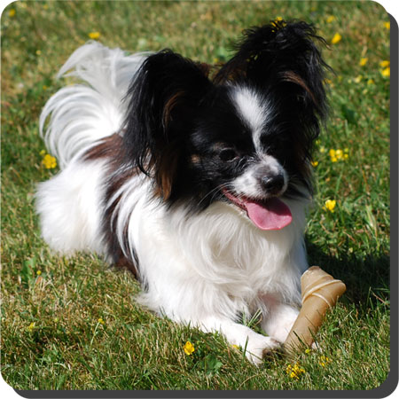 Papillon Play Day at Caratoots