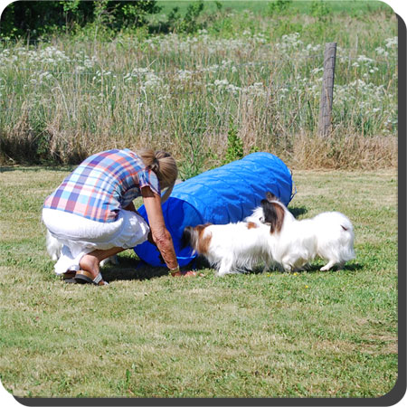 Papillon Play Day at Caratoots