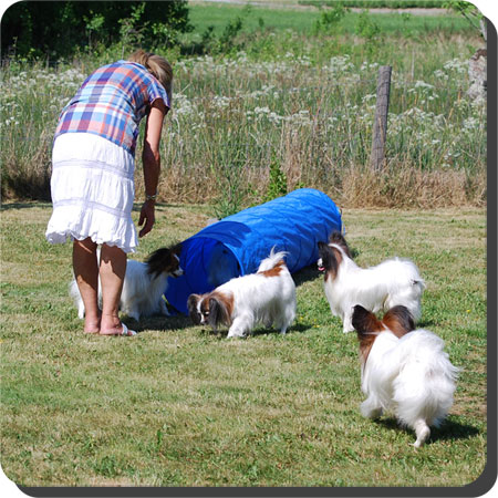 Papillon Play Day at Caratoots