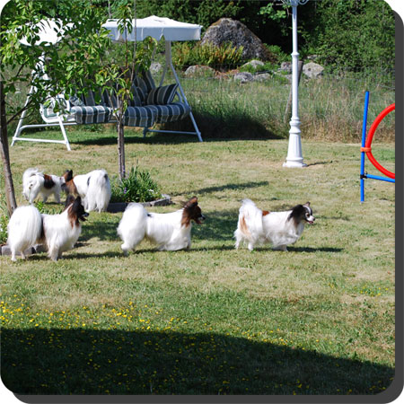 Papillon Play Day at Caratoots