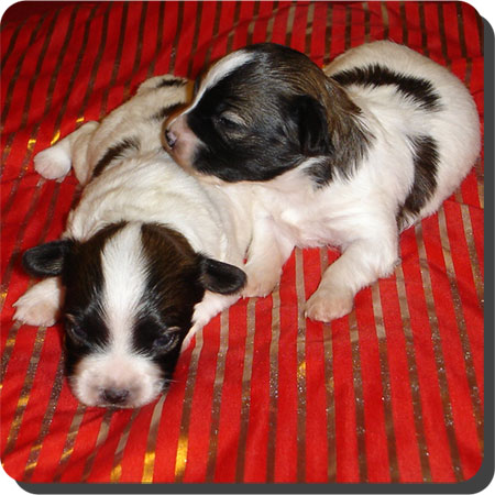 Caratoots puppies