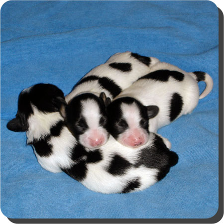 Caratoots puppies