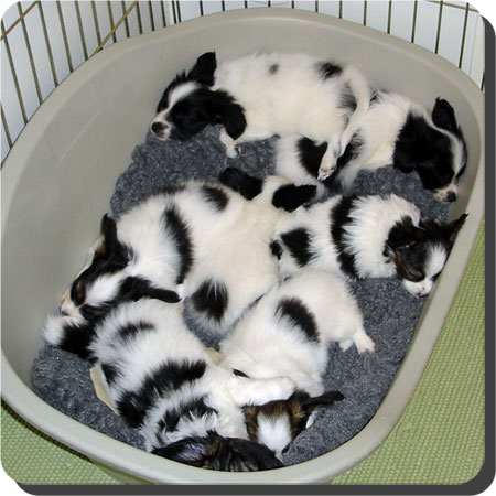 Caratoots puppies