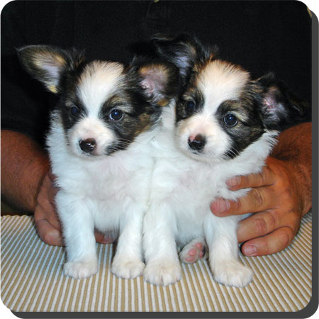 Caratoots puppies